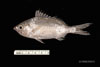 Eucinostomus sp, mojarra, from SEAMAP collections